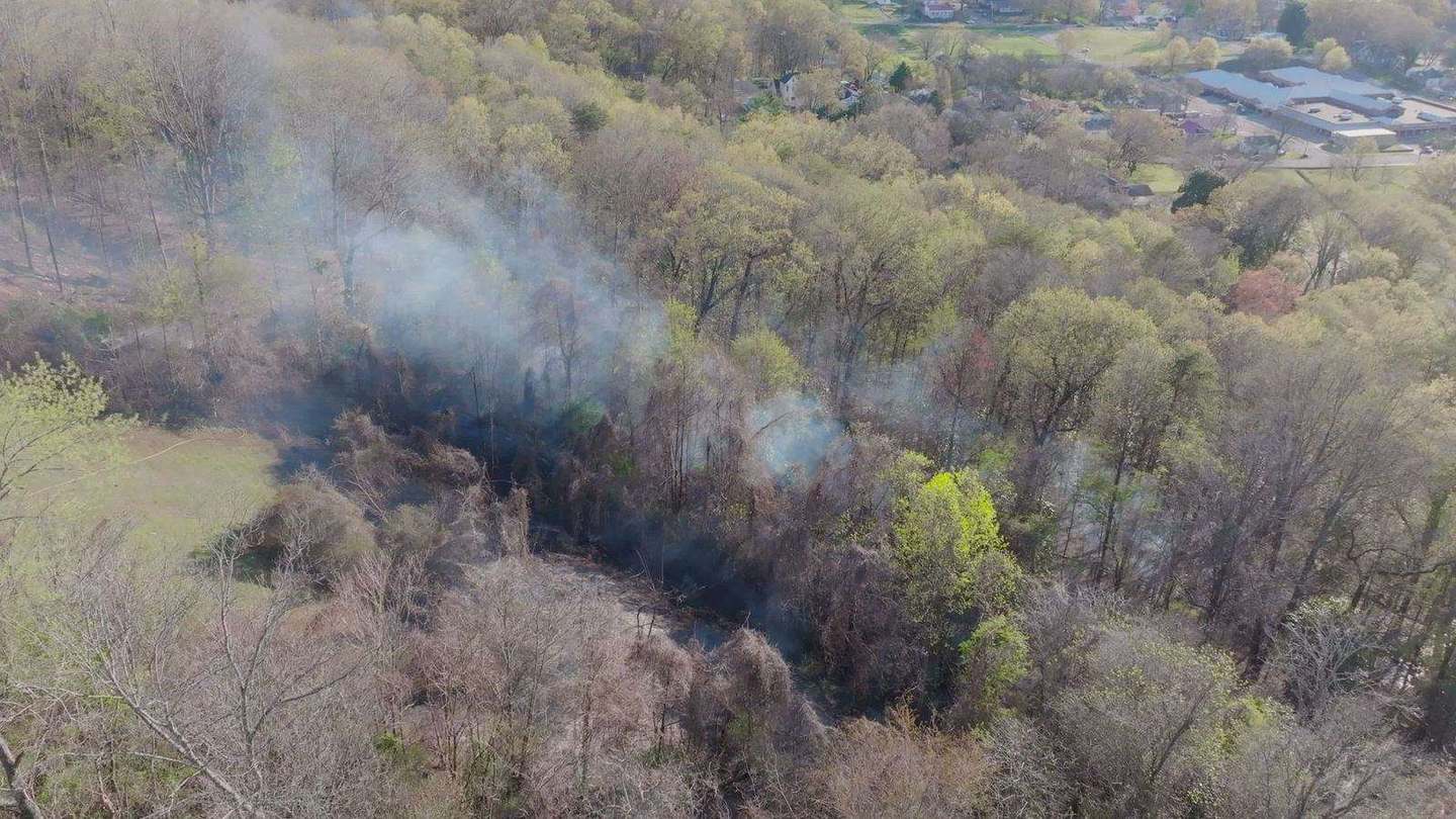 Vista de dron sobre un bosque